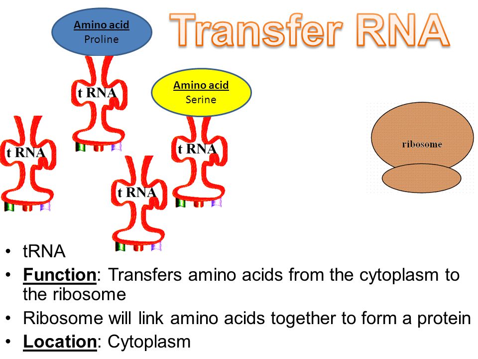 mRNA Function: Reads the DNA (ATCG) and carries its message to a ribosome Location: Starts in nucleus… moves to ribosome