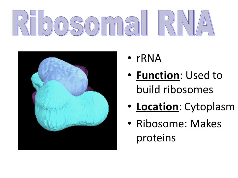 tRNA Function: Transfers amino acids from the cytoplasm to the ribosome Ribosome will link amino acids together to form a protein Location: Cytoplasm Amino acid Proline Amino acid Serine