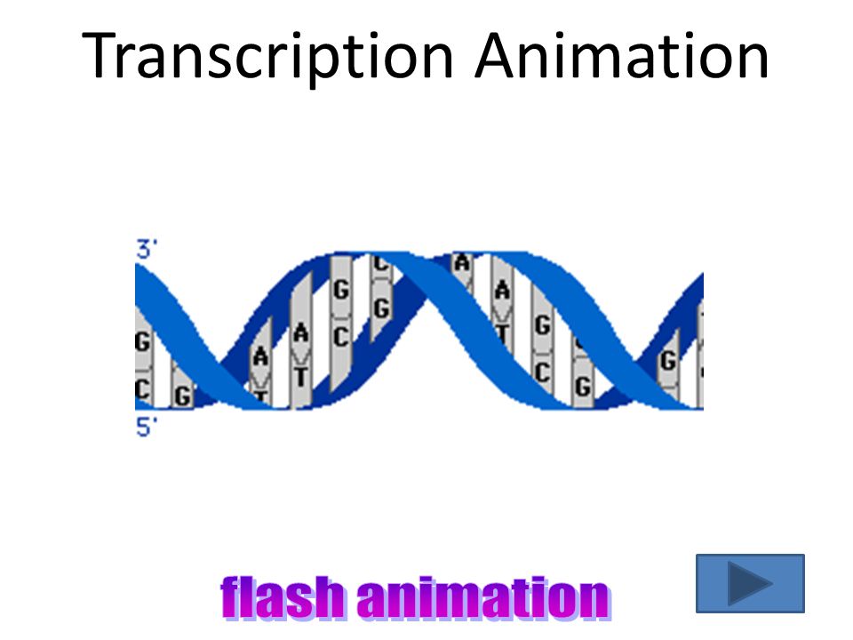 Transcription Defined: Process of making mRNA from DNA – Copying of a gene to eventually make a protein.