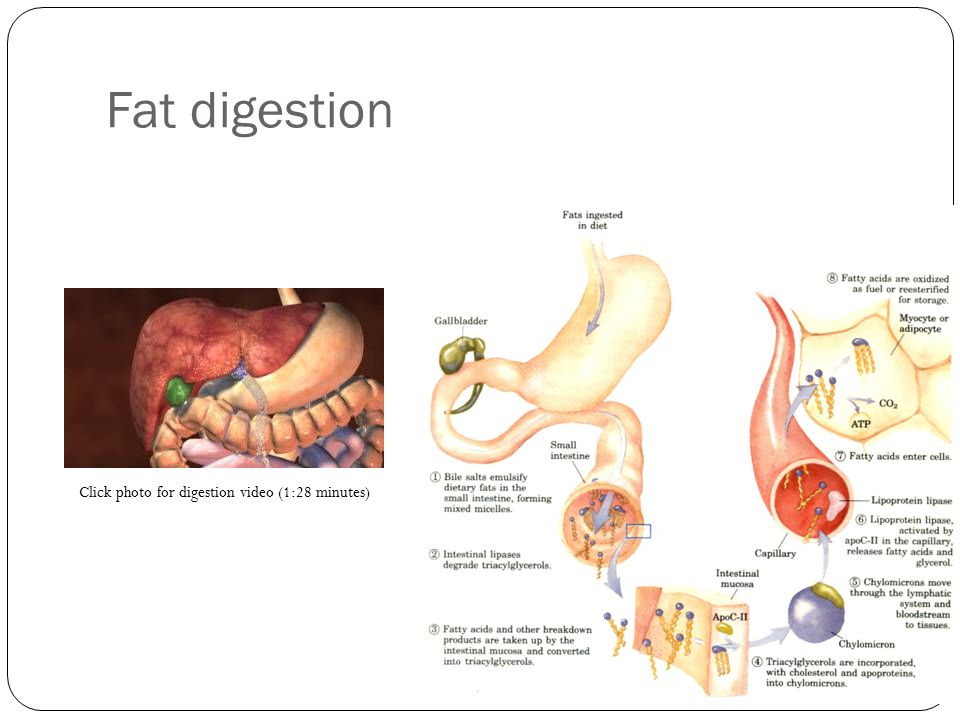 Fat digestion Click photo for digestion video (1:28 minutes)