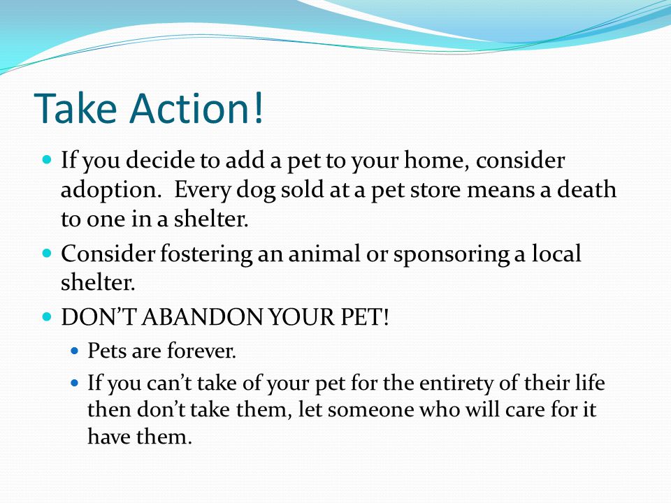 Take Action. If you decide to add a pet to your home, consider adoption.