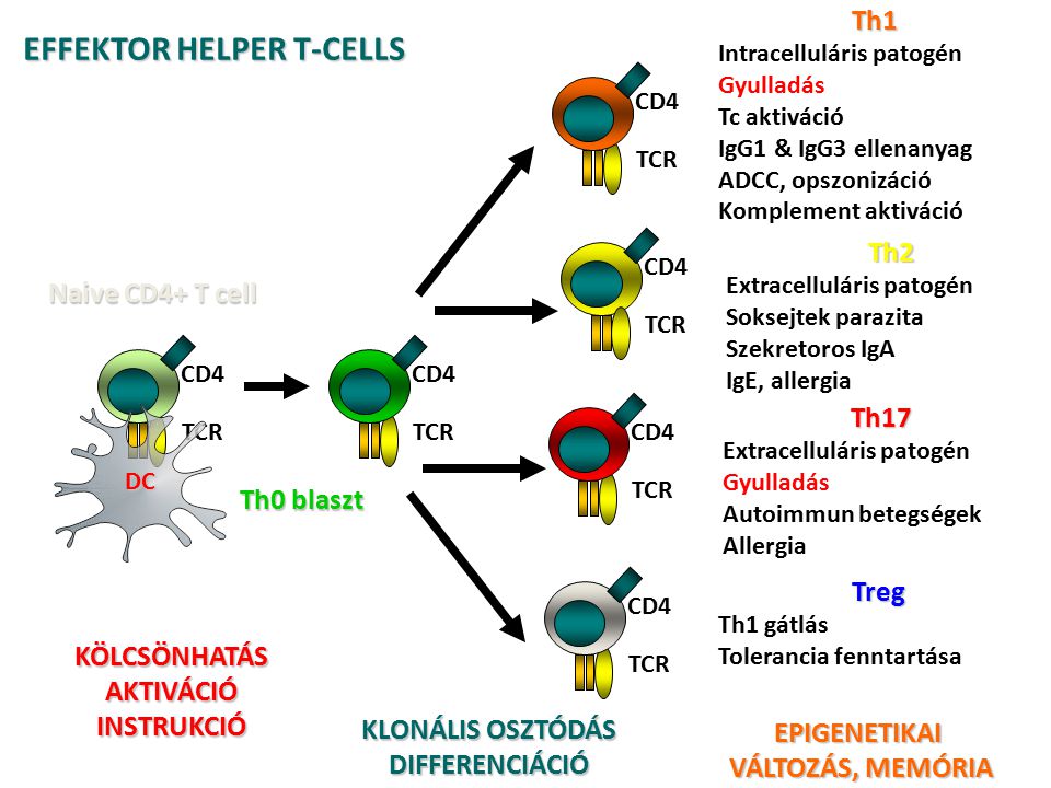 cd8 effector and memory t cells differentiation Naïve cd4+ and cd8+ t cells enter the circulation effector and memory cells effector t cells migrate to sites of infection cd4+ t cells 20 th differentiation:. cd8 effector and memory t cells differentiation Naïve cd4+ and cd8+ t cells enter the circulation effector and memory cells effector t cells migrate to sites of infection cd4+ t cells 20 th differentiation:.