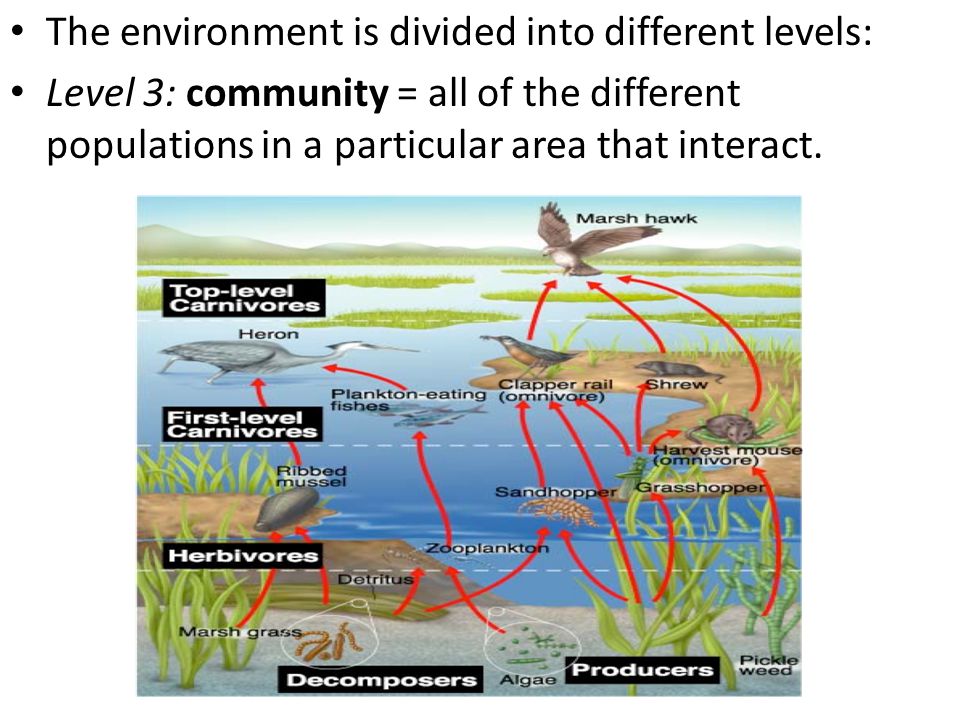The environment is divided into different levels: Level 3: community = all of the different populations in a particular area that interact.