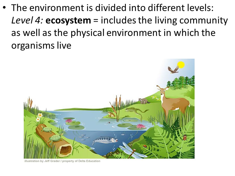 The environment is divided into different levels: Level 4: ecosystem = includes the living community as well as the physical environment in which the organisms live