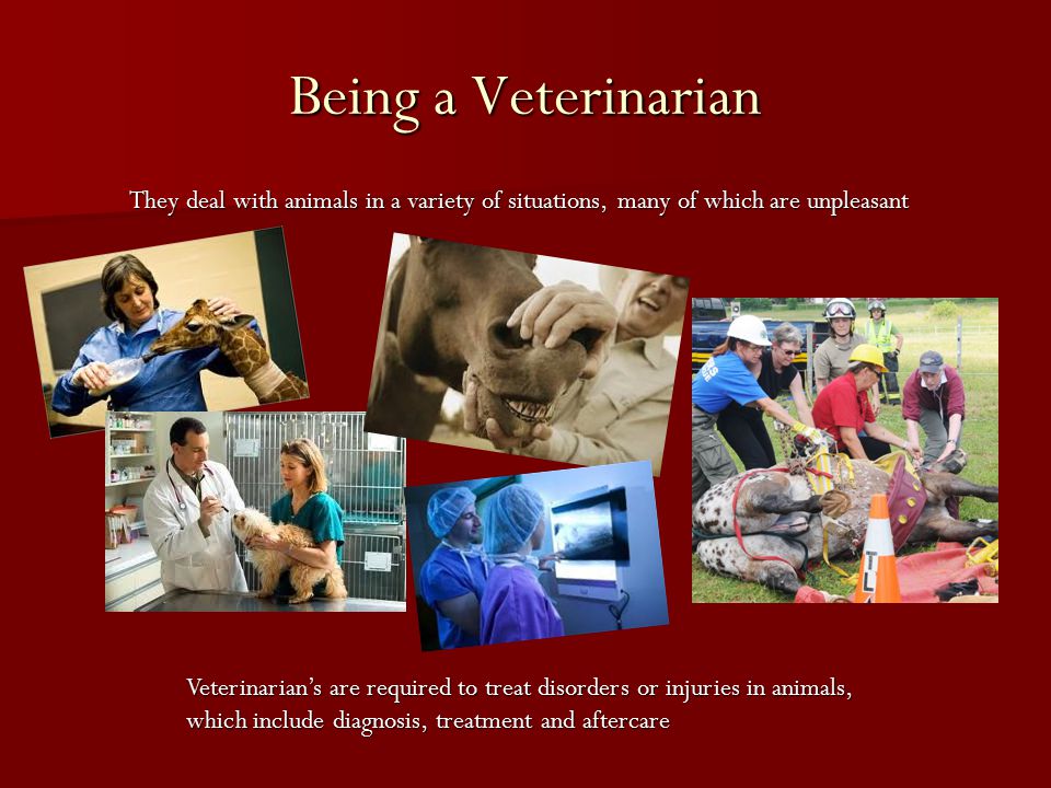 Being a Veterinarian They deal with animals in a variety of situations, many of which are unpleasant Veterinarian’s are required to treat disorders or injuries in animals, which include diagnosis, treatment and aftercare