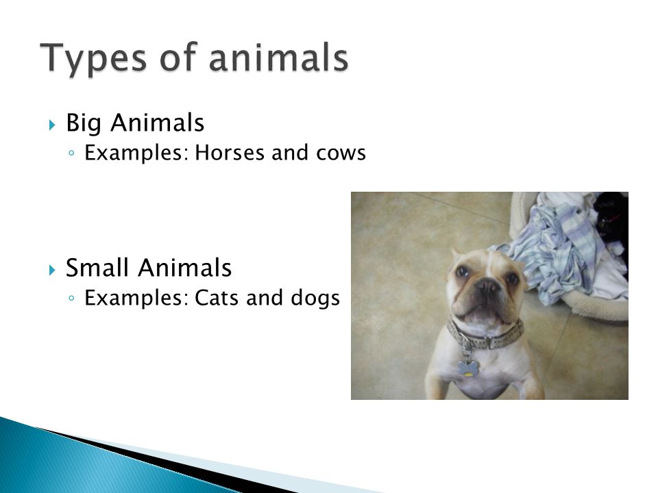  Big Animals ◦ Examples: Horses and cows  Small Animals ◦ Examples: Cats and dogs