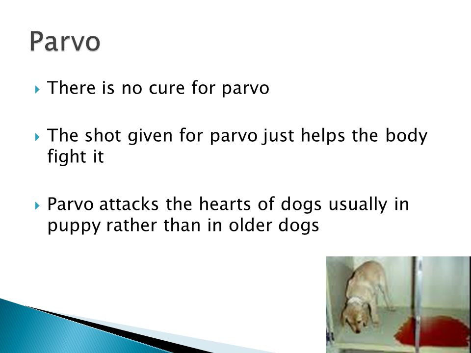  There is no cure for parvo  The shot given for parvo just helps the body fight it  Parvo attacks the hearts of dogs usually in puppy rather than in older dogs