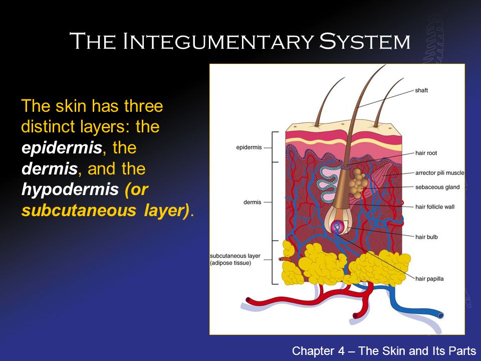 chapter 4 the integumentary system is a dynamic continuous body