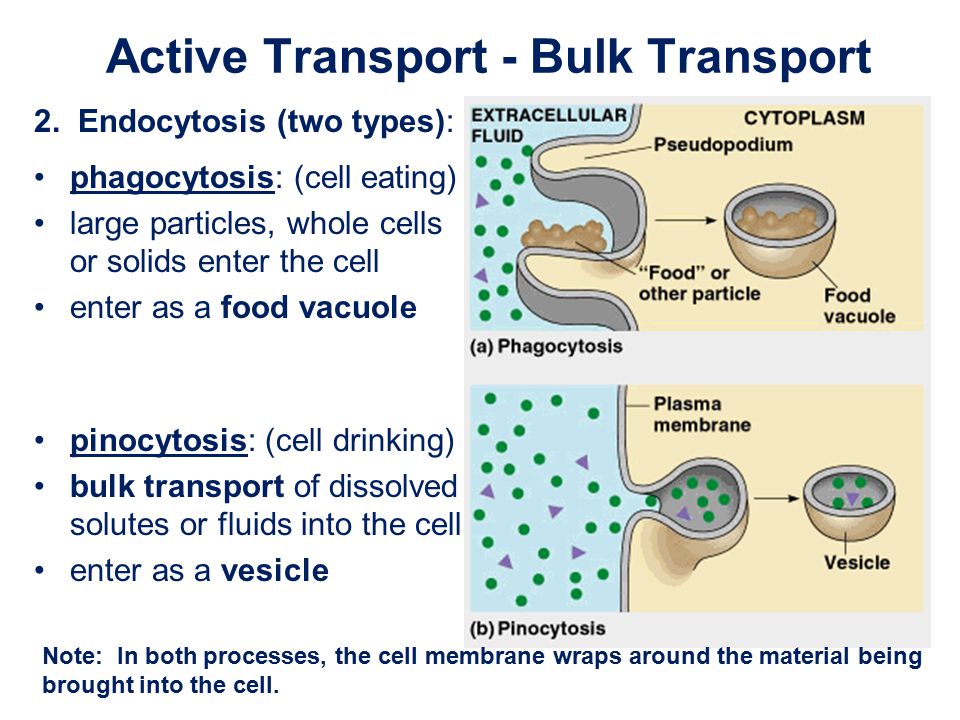 types of cell transport