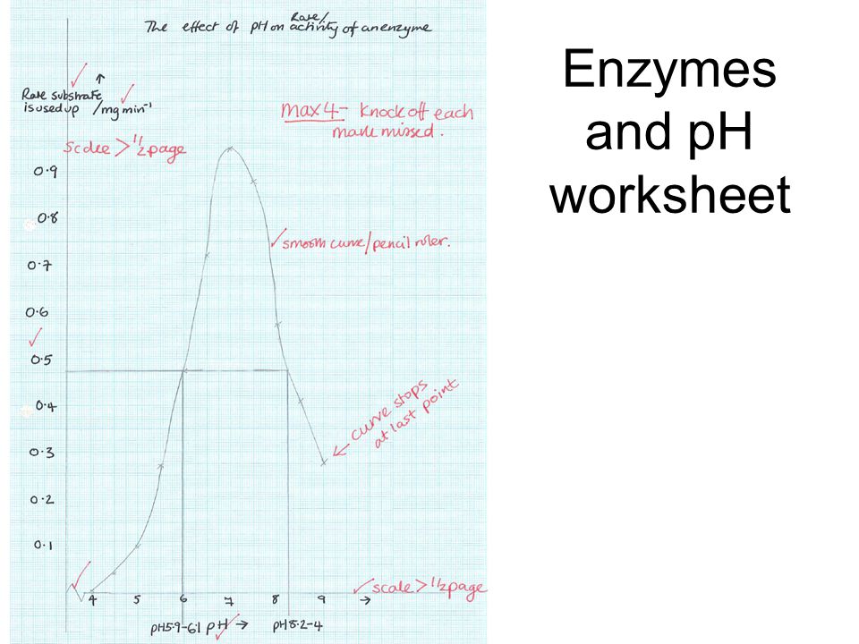 Worksheets Enzyme Activity Worksheet ph and enzyme activity worksheet intrepidpath answers worksheets
