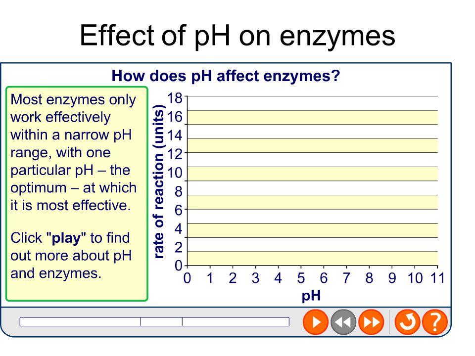 Worksheets Enzyme Activity Worksheet effect of temperature and ph on enzyme activity worksheet answers worksheets