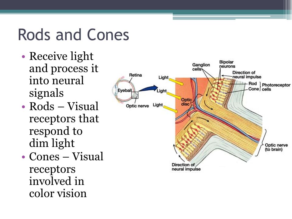 Rods and Cones Receive light and process it into neural signals Rods – Visual receptors that respond to dim light Cones – Visual receptors involved in color vision