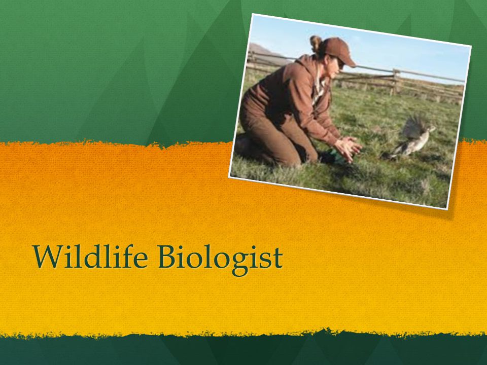 Wildlife Biologist