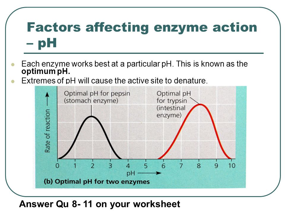 Worksheets Enzyme Activity Worksheet enzyme activity worksheet answer key intrepidpath ph and answers worksheets