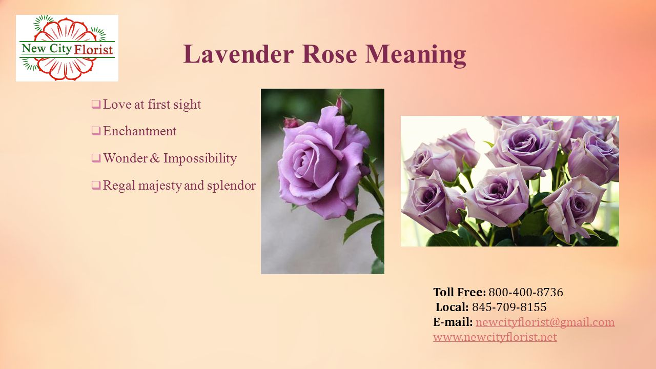 Toll Free: Local: Lavender Rose Meaning  Love at first sight  Enchantment  Wonder & Impossibility  Regal majesty and splendor