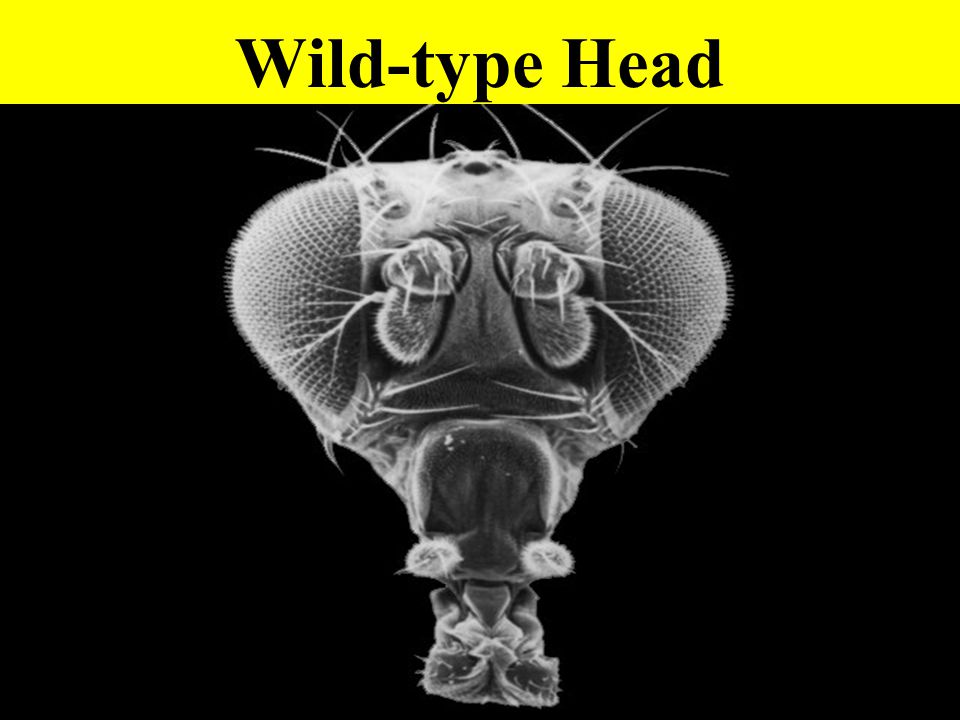 Wild-type Head