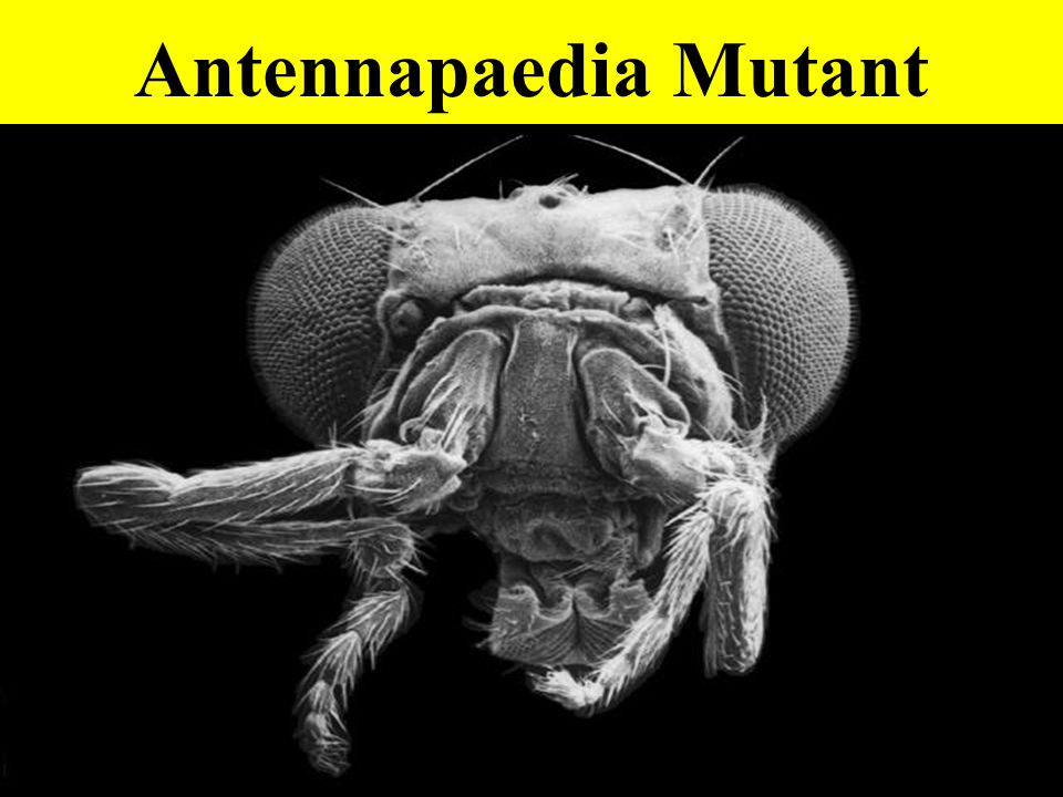 Antennapaedia Mutant
