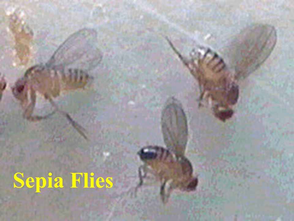 Sepia Flies