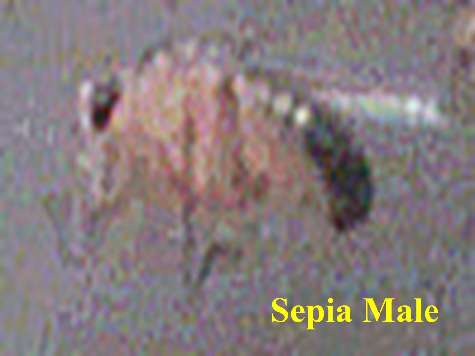 Sepia Male