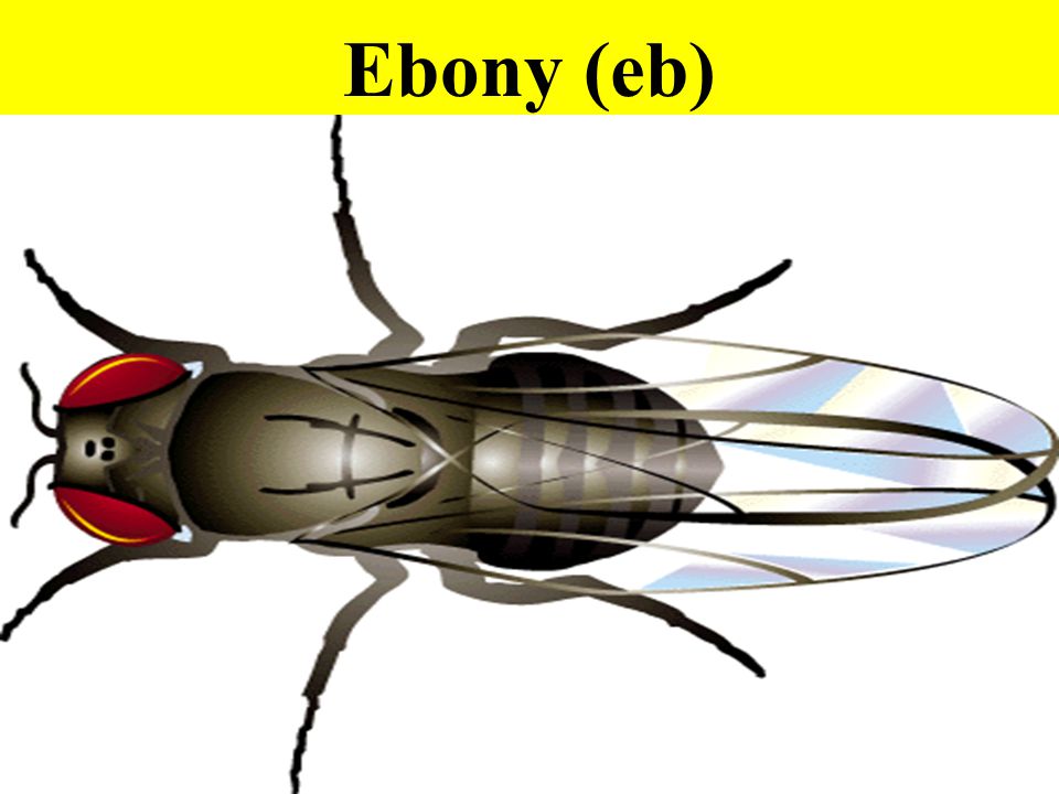 Ebony (eb)