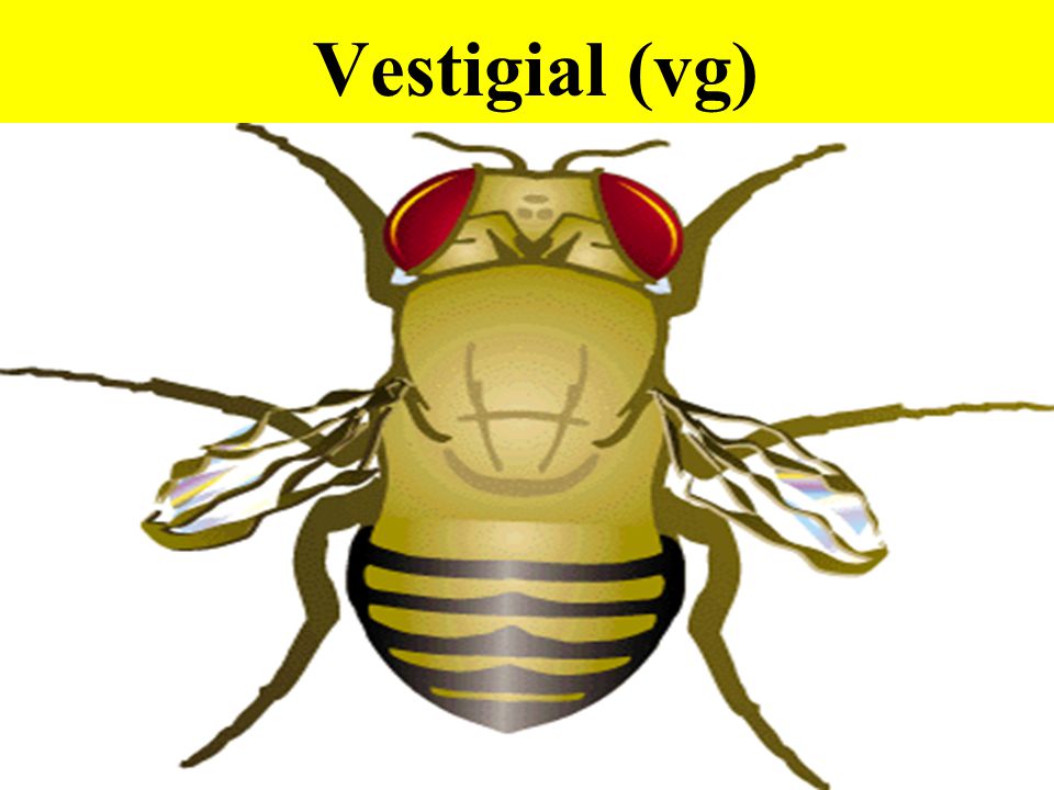 Vestigial (vg)