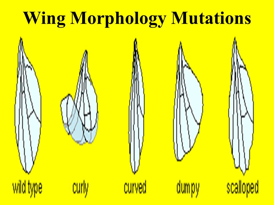 Wing Morphology Mutations
