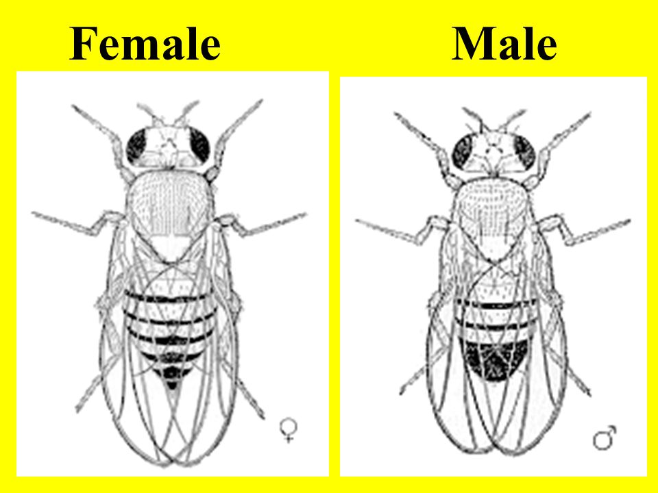 Female Male
