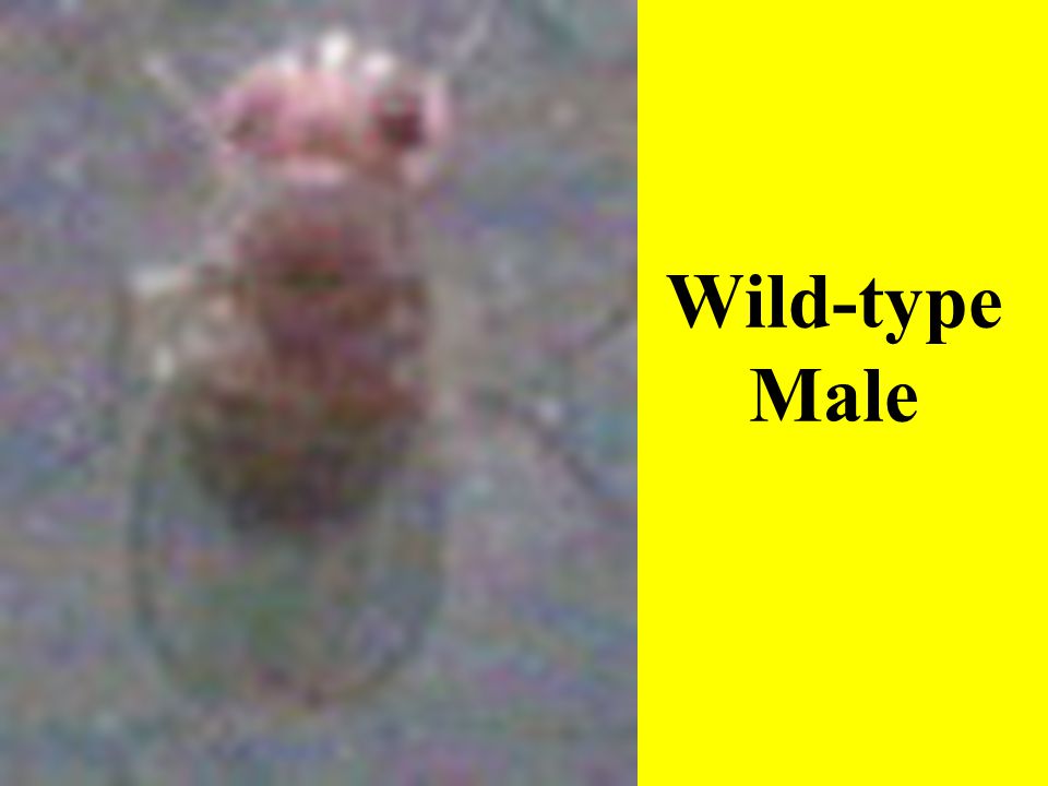 Wild-type Male