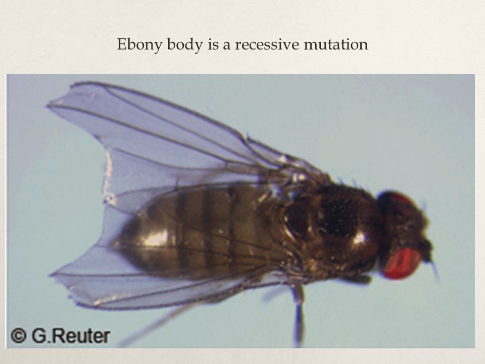 Ebony body is a recessive mutation