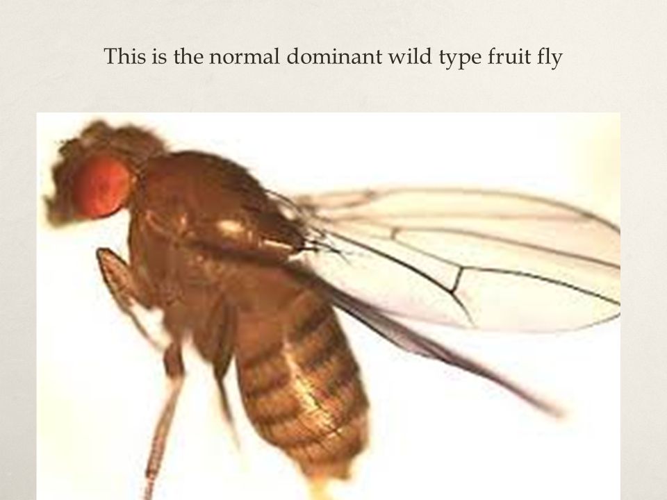 This is the normal dominant wild type fruit fly