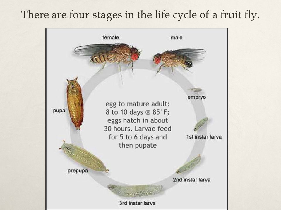 There are four stages in the life cycle of a fruit fly.
