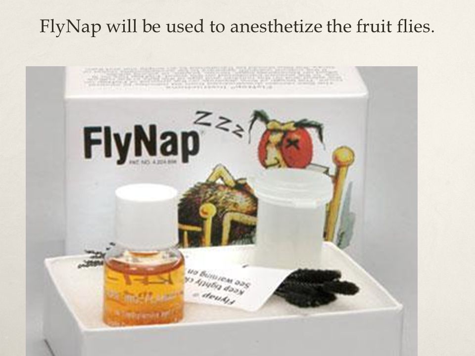 FlyNap will be used to anesthetize the fruit flies.