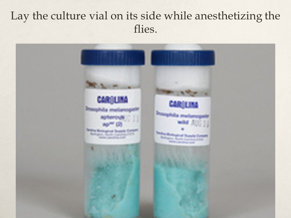 Lay the culture vial on its side while anesthetizing the flies.