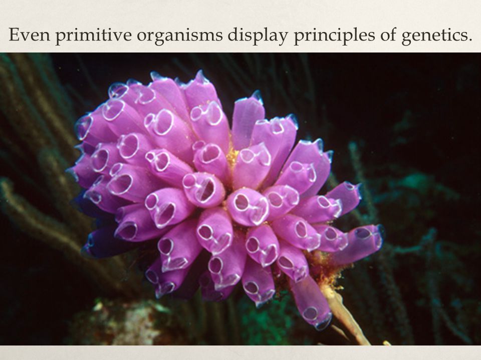 Even primitive organisms display principles of genetics.