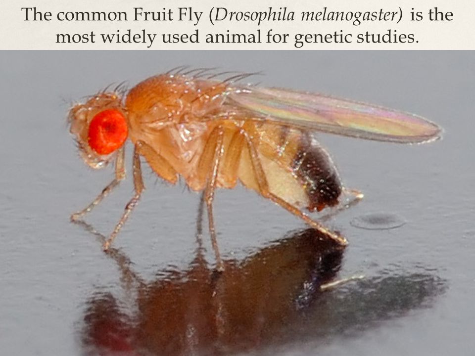 The common Fruit Fly ( Drosophila melanogaster) is the most widely used animal for genetic studies.