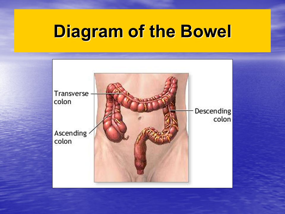 Diagram of the Bowel