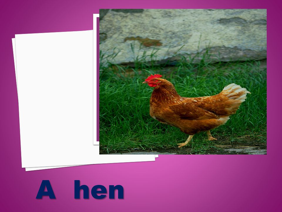A hen