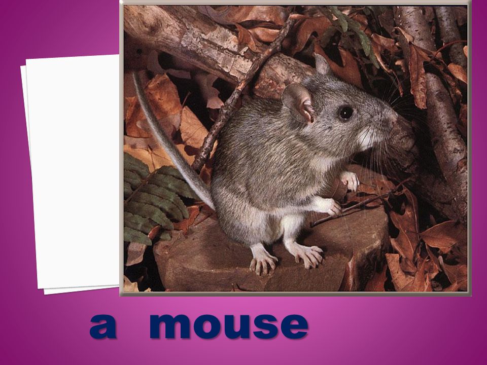 a mouse