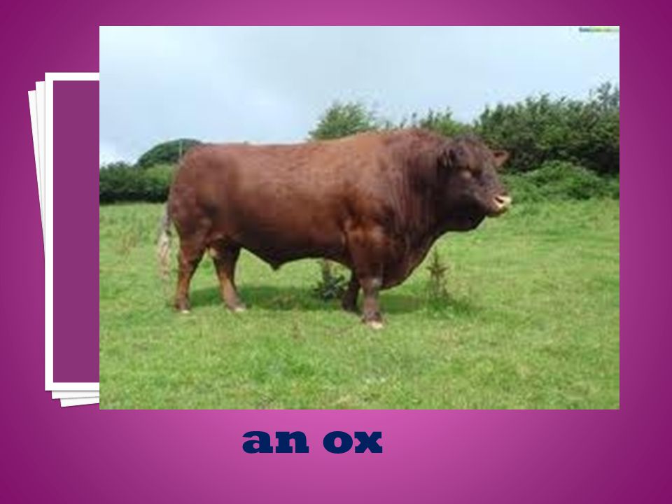 an ox