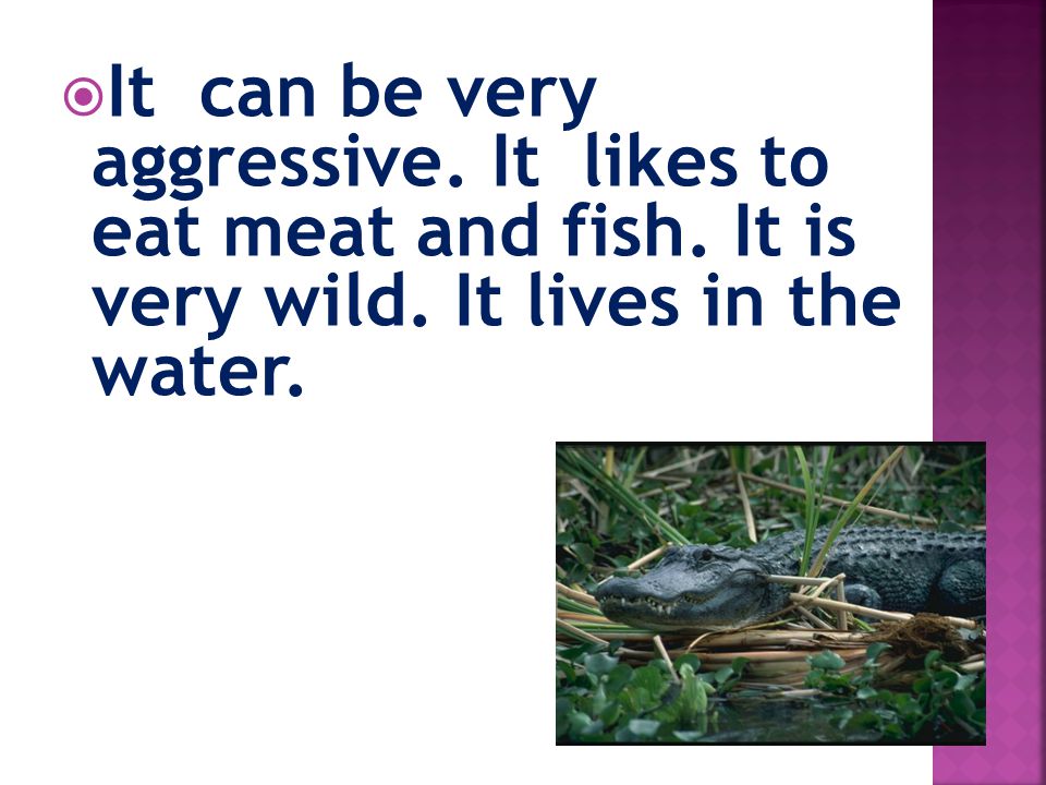  It can be very aggressive. It likes to eat meat and fish. It is very wild. It lives in the water.