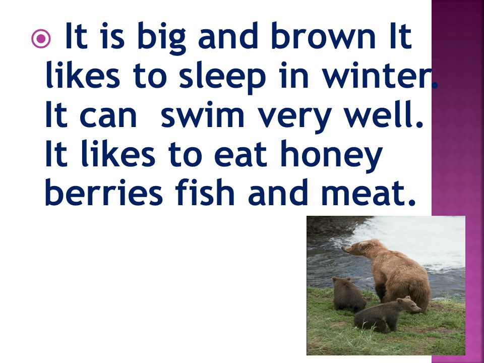  It is big and brown It likes to sleep in winter.