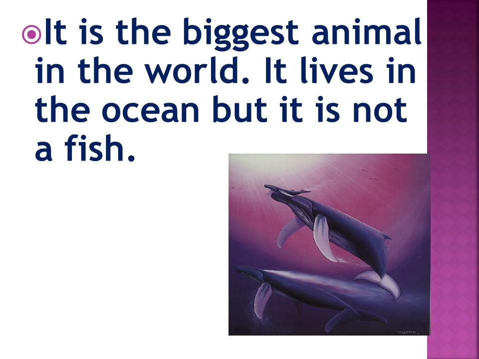 It is the biggest animal in the world. It lives in the ocean but it is not a fish.