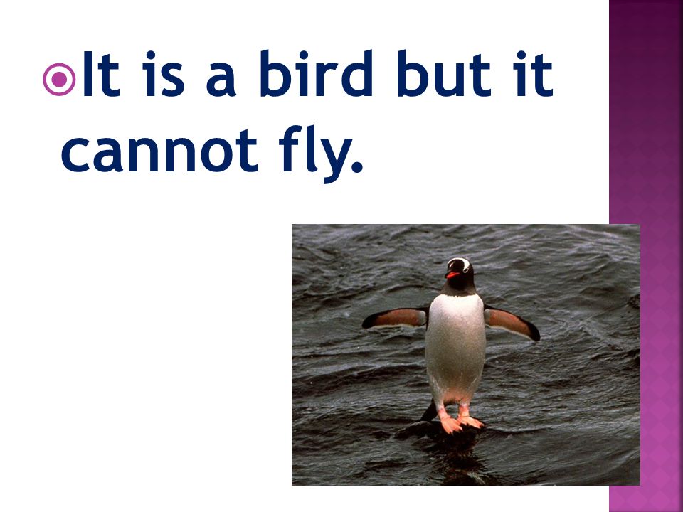  It is a bird but it cannot fly.