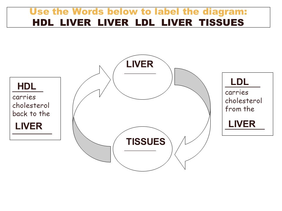 ____________ ________ carries cholesterol from the _________ _______ carries cholesterol back to the _________ Use the Words below to label the diagram: HDL LIVER LIVER LDL LIVER TISSUES LIVER TISSUES HDL LIVER LDL LIVER