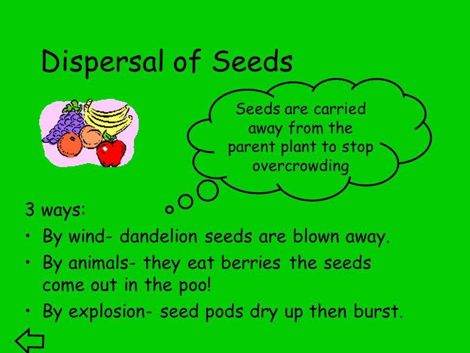 Dispersal of Seeds 3 ways: By wind- dandelion seeds are blown away.