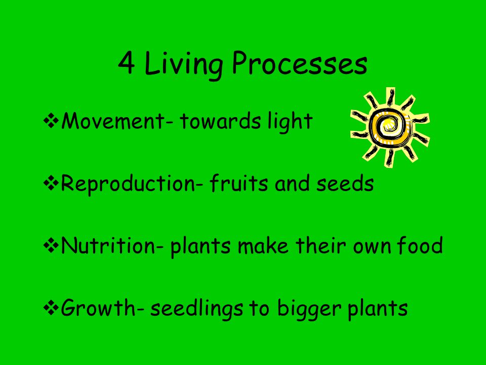 4 Living Processes  Movement- towards light  Reproduction- fruits and seeds  Nutrition- plants make their own food  Growth- seedlings to bigger plants