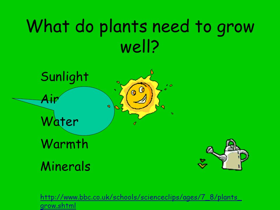 What do plants need to grow well.