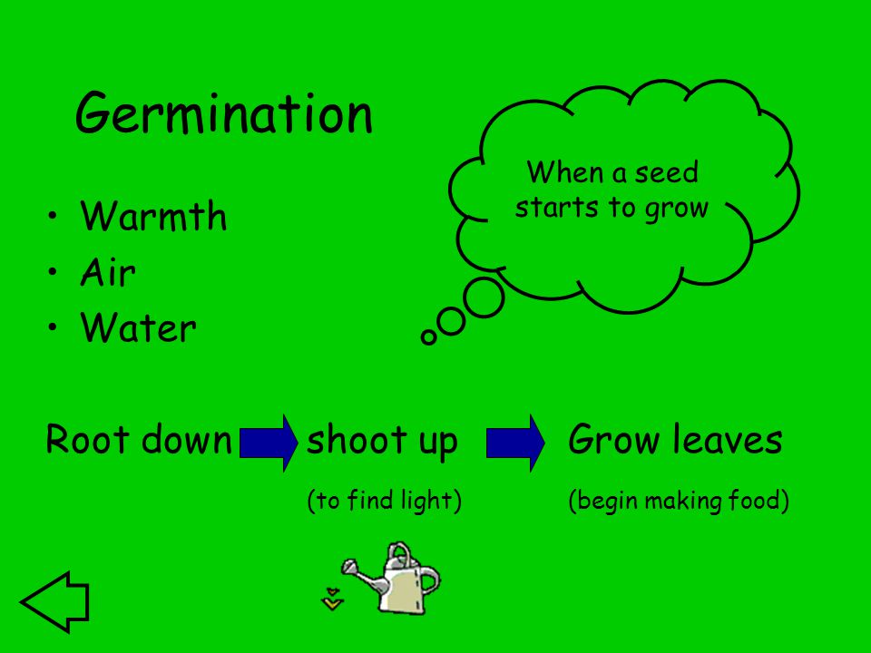 Germination Warmth Air Water Root downshoot upGrow leaves (to find light)(begin making food) When a seed starts to grow