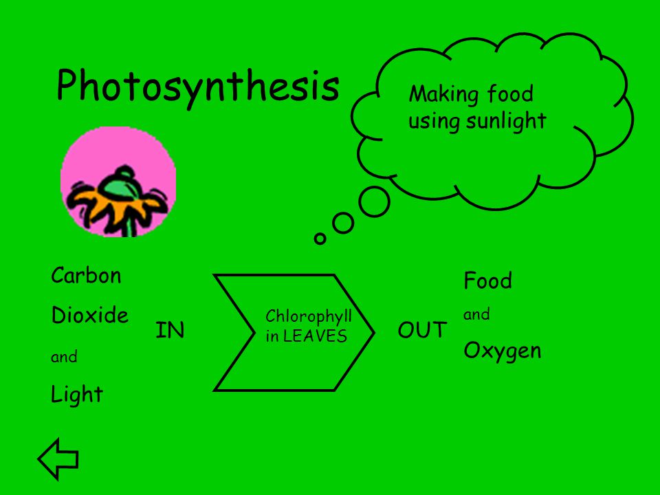 Photosynthesis Carbon Dioxide and Light IN Food and Oxygen OUT Chlorophyll in LEAVES Making food using sunlight