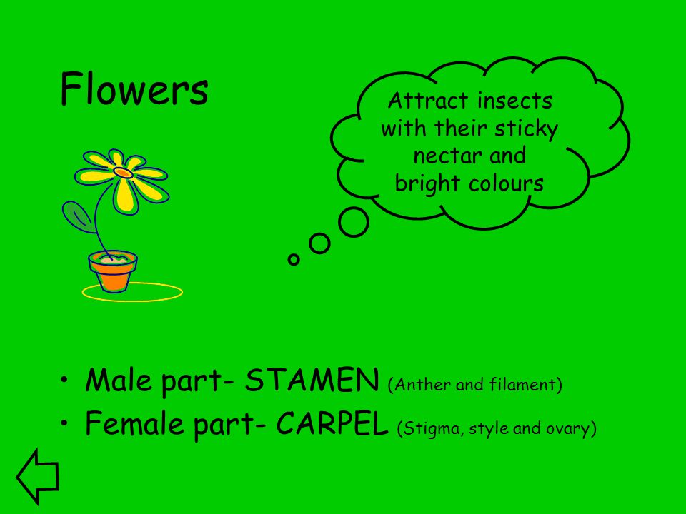 Flowers Male part- STAMEN (Anther and filament) Female part- CARPEL (Stigma, style and ovary) Attract insects with their sticky nectar and bright colours